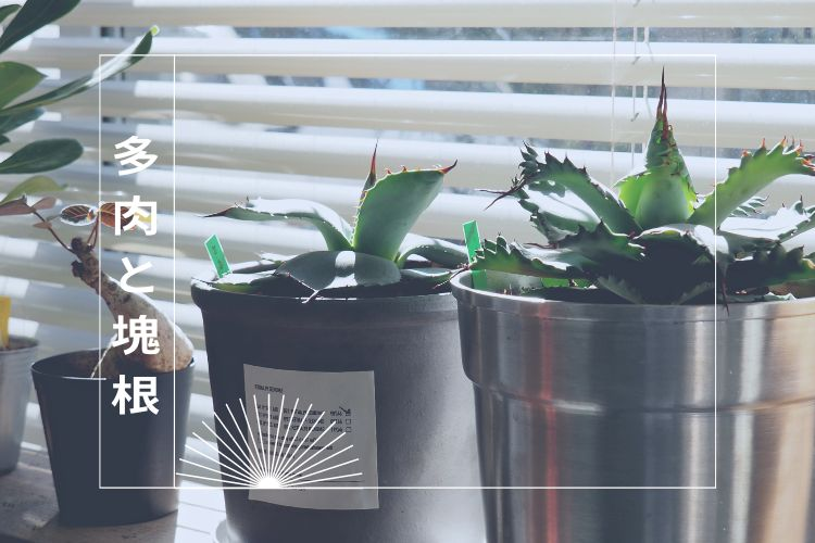 多肉植物と塊根植物│PlantHunt（プラントハント） – Plant Hunt
