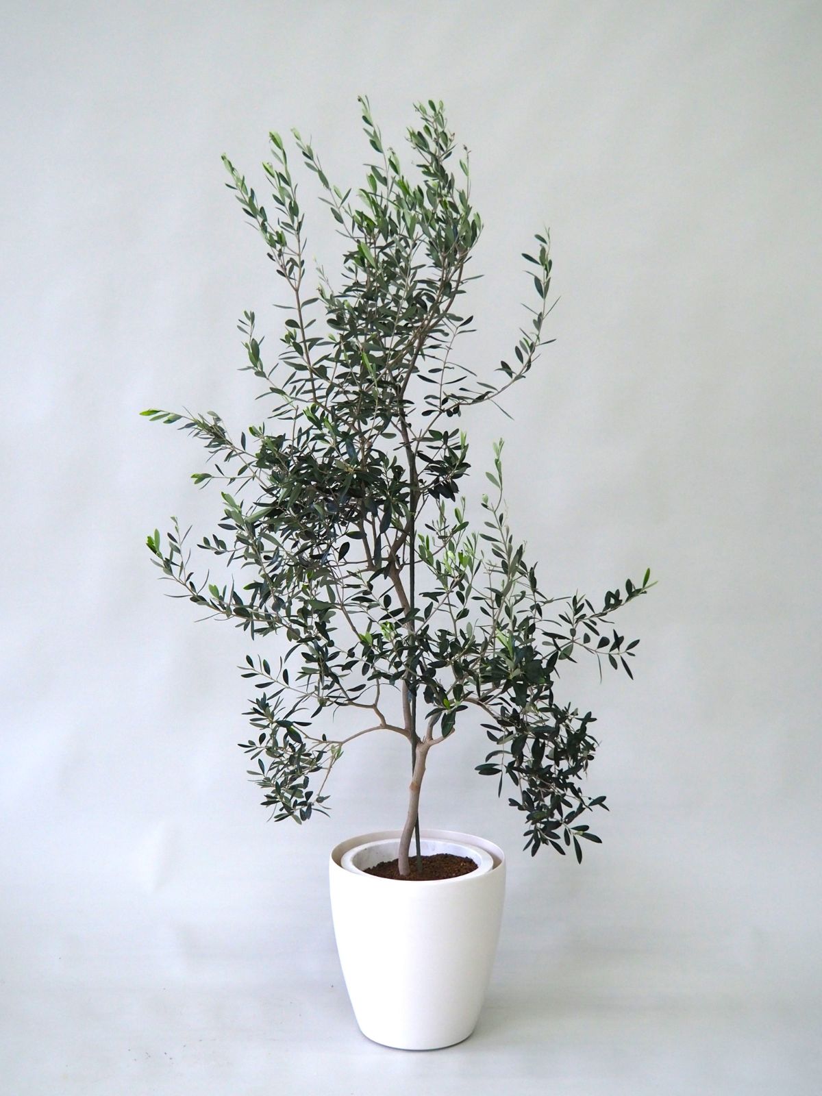 観葉植物 オリーブの木 10号｜PlantHunt（プラントハント） – Plant Hunt