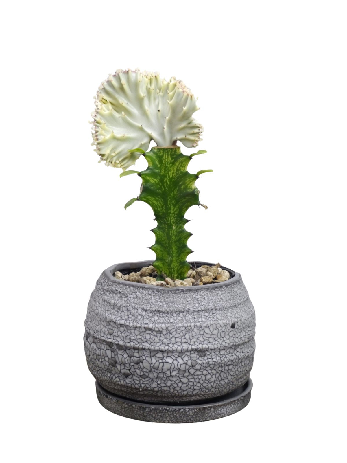1点もの】観葉植物 ユーフォルビア マハラジャ 4号 ホワイト