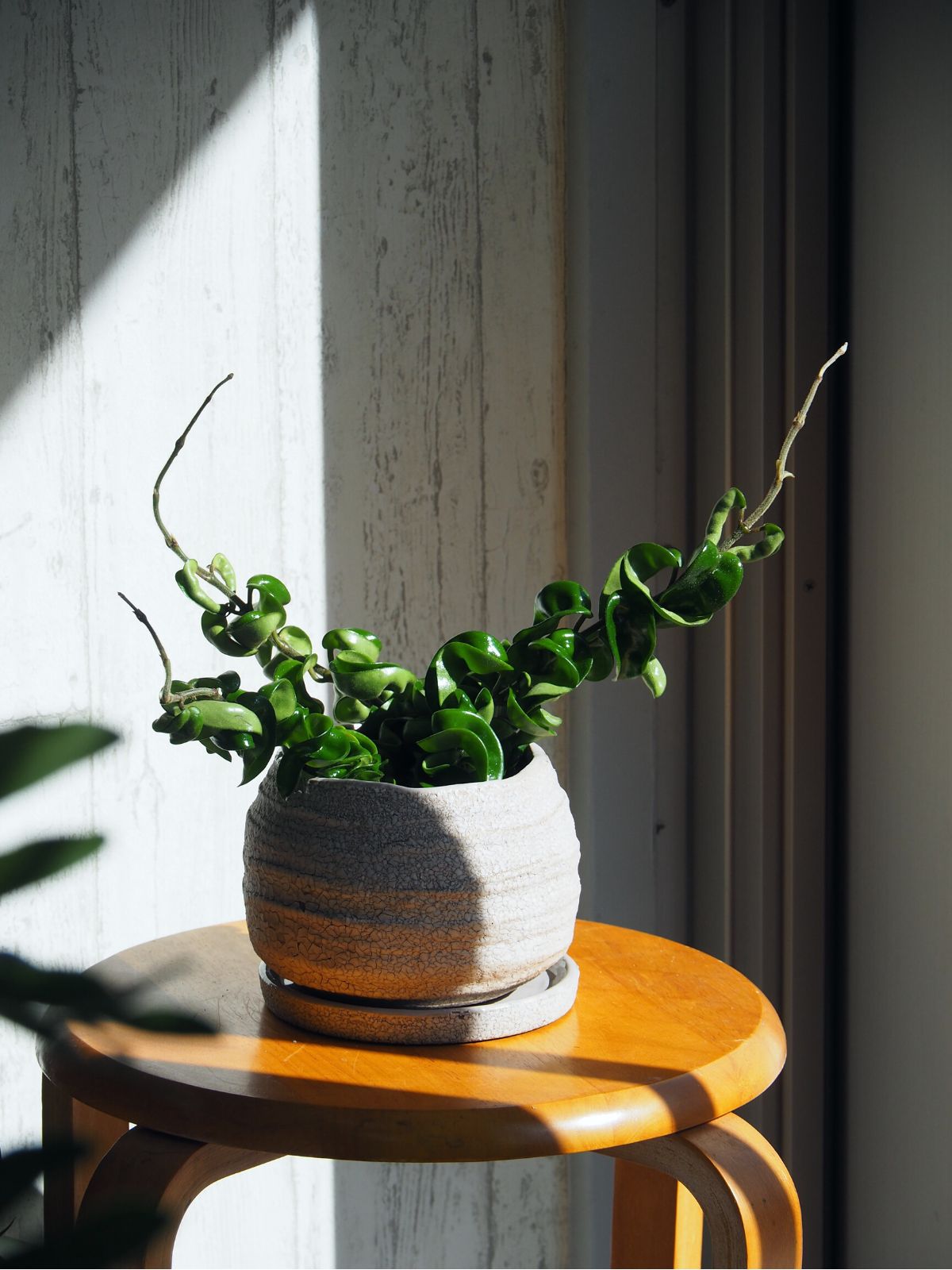 観葉植物 ホヤ カルノーサ コンパクタ 4号|PlantHunt(プラント 観葉植物 ホヤ カルノーサ コンパクタ 4号|PlantHunt(プラント