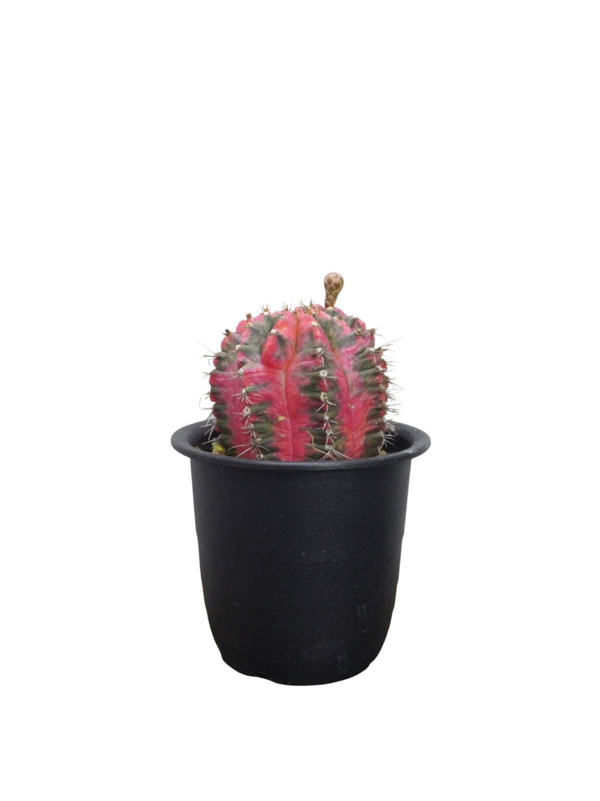 多肉植物 サボテン 虹牡丹錦 開花 美羽 強刺 大株 実生4-6cm 2
