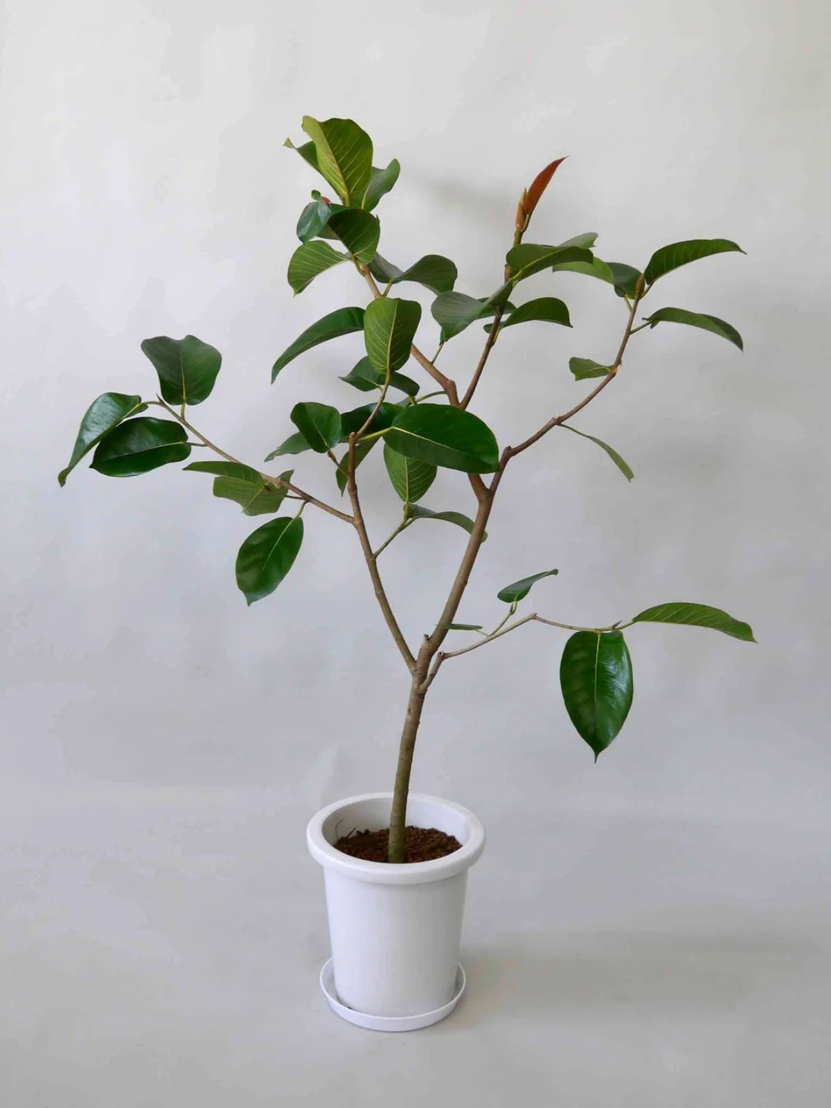 フィカス ジャワゴム　フィカスドゥルパセア　観葉植物 観葉植物 ジャワゴム 8号 | Plant Hunt（プラントハント）