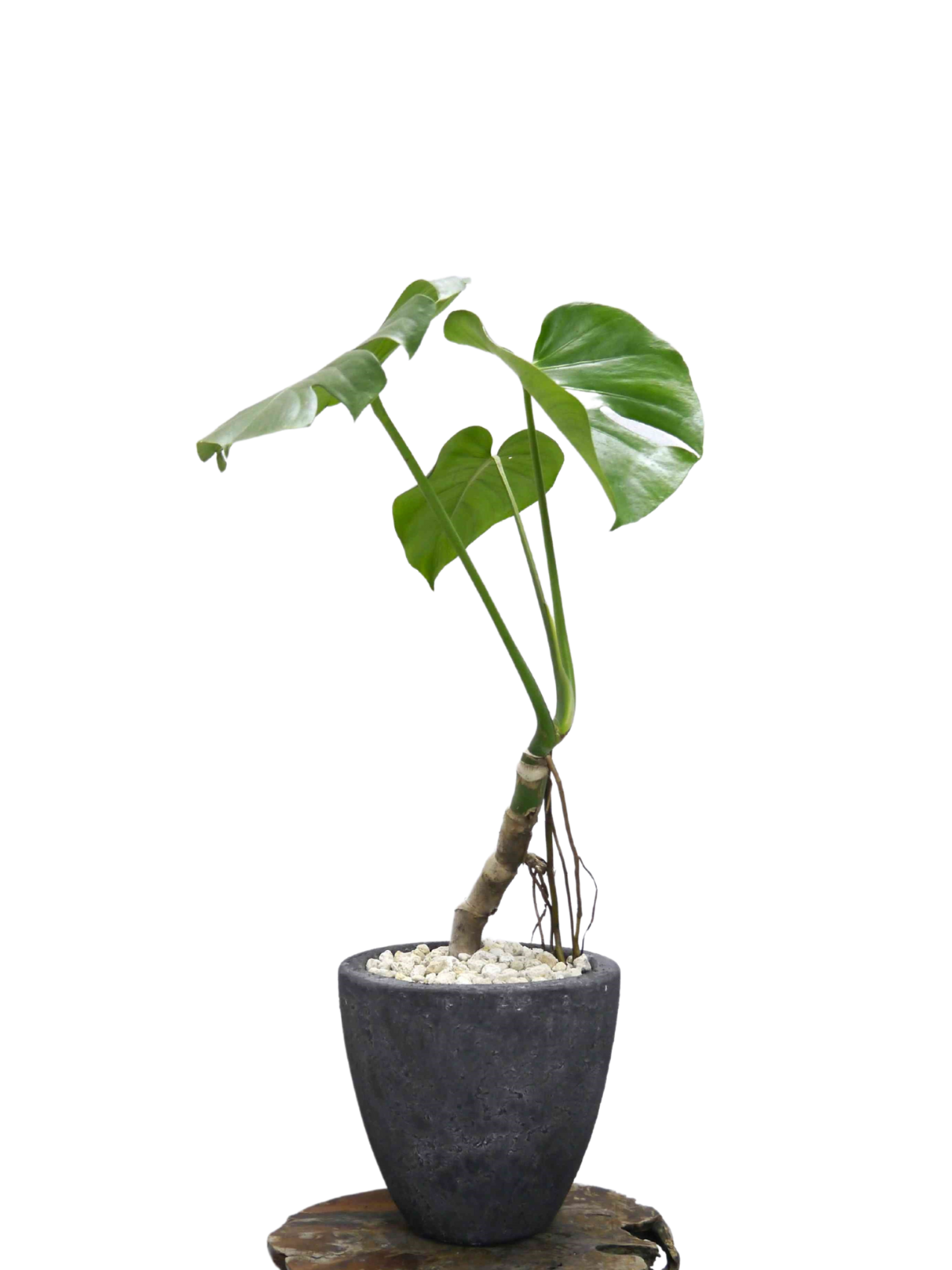 人気の新作 モンステラ 根上がり 7号 観葉植物 デリシオーサ 120cm 
