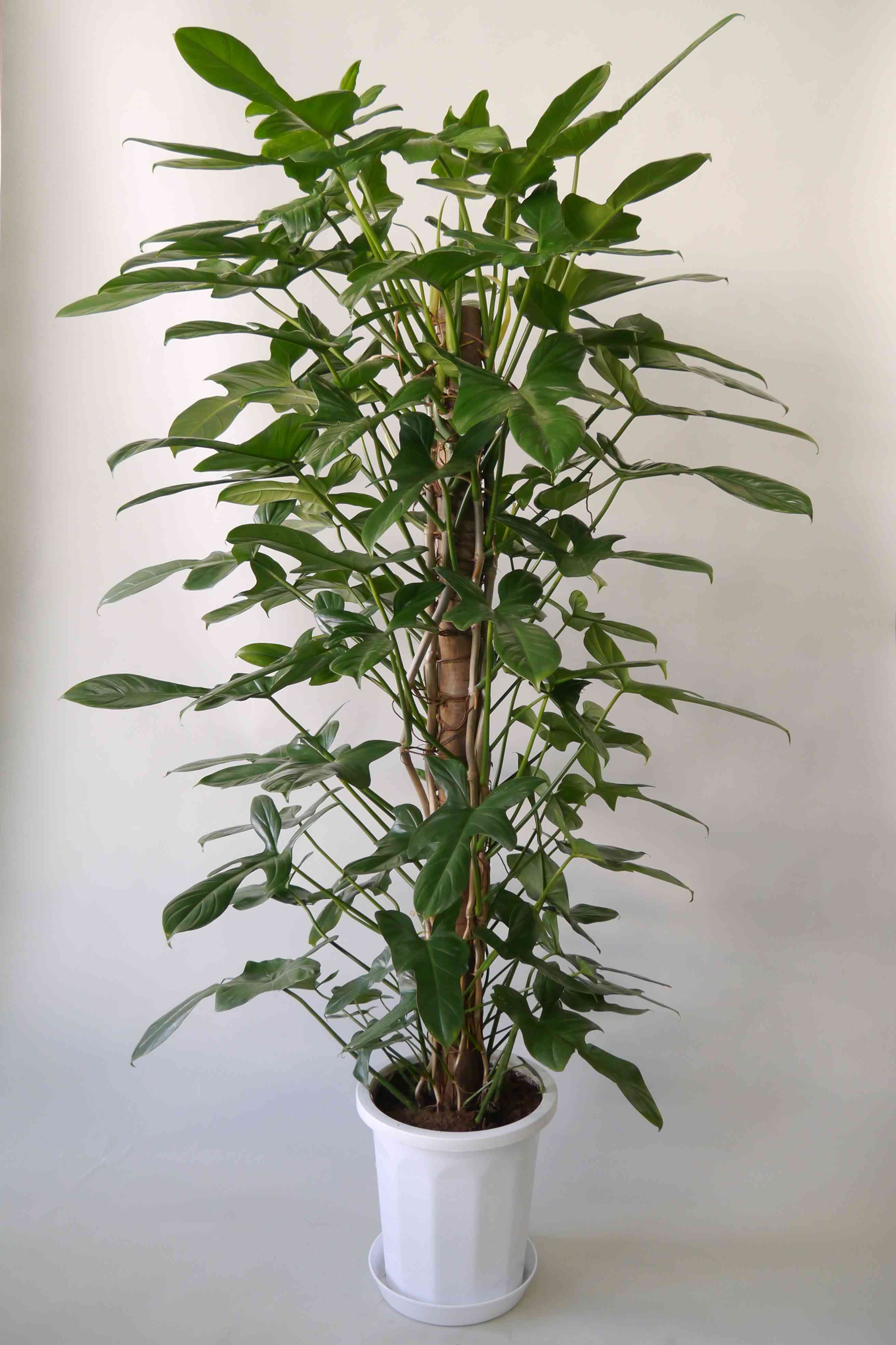 観葉植物 フィロデンドロン パンドラ 10号 ボサタイプ