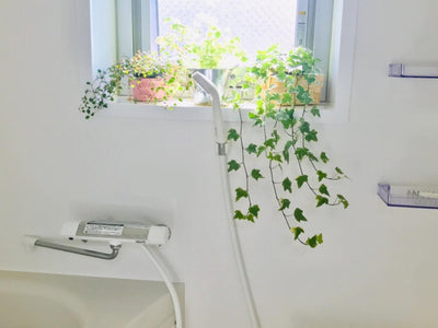 【インテリア】浴室で育てられる観葉植物6選！ 浴室で育てるときの注意点とは