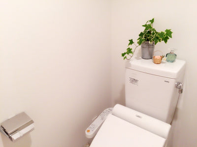 【インテリア】トイレで育てやすい観葉植物! 観葉植物と運気アップの関係