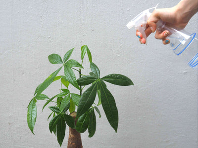 【育て方】観葉植物に霧吹きを使って、葉っぱに水やりをする「葉水」の注意点