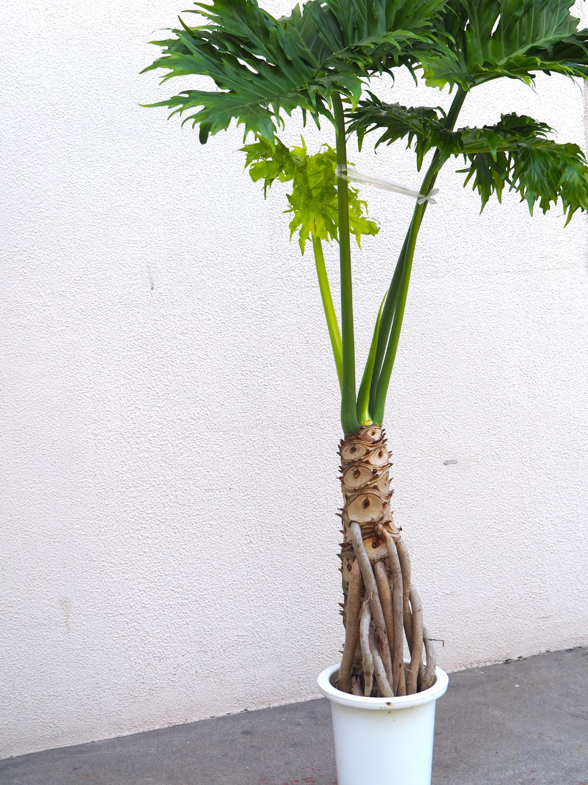 特大クッカバラ 根上がり 根上り 幹立ち 幹上がり セローム - 植物