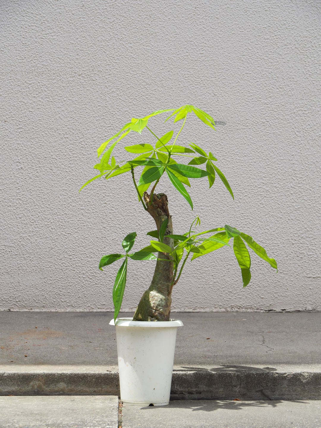 1点もの】観葉植物 パキラ 朴タイプ 6号 – Plant Hunt