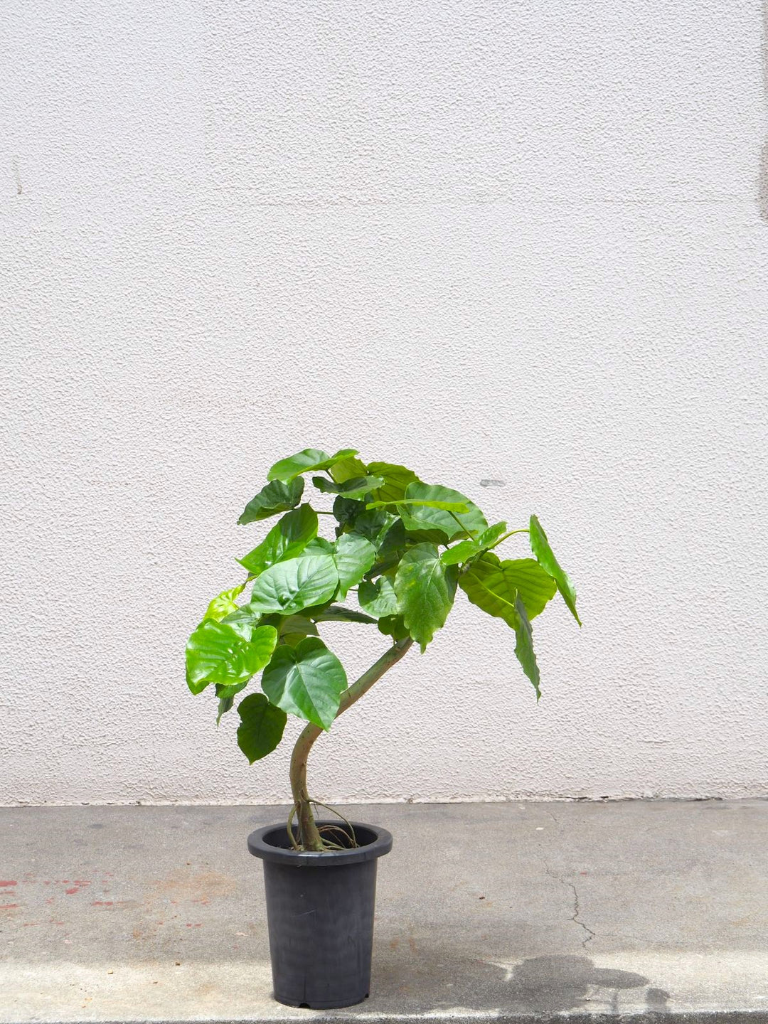 1点もの】観葉植物 フィカス ウンベラータ 7号 – Plant Hunt