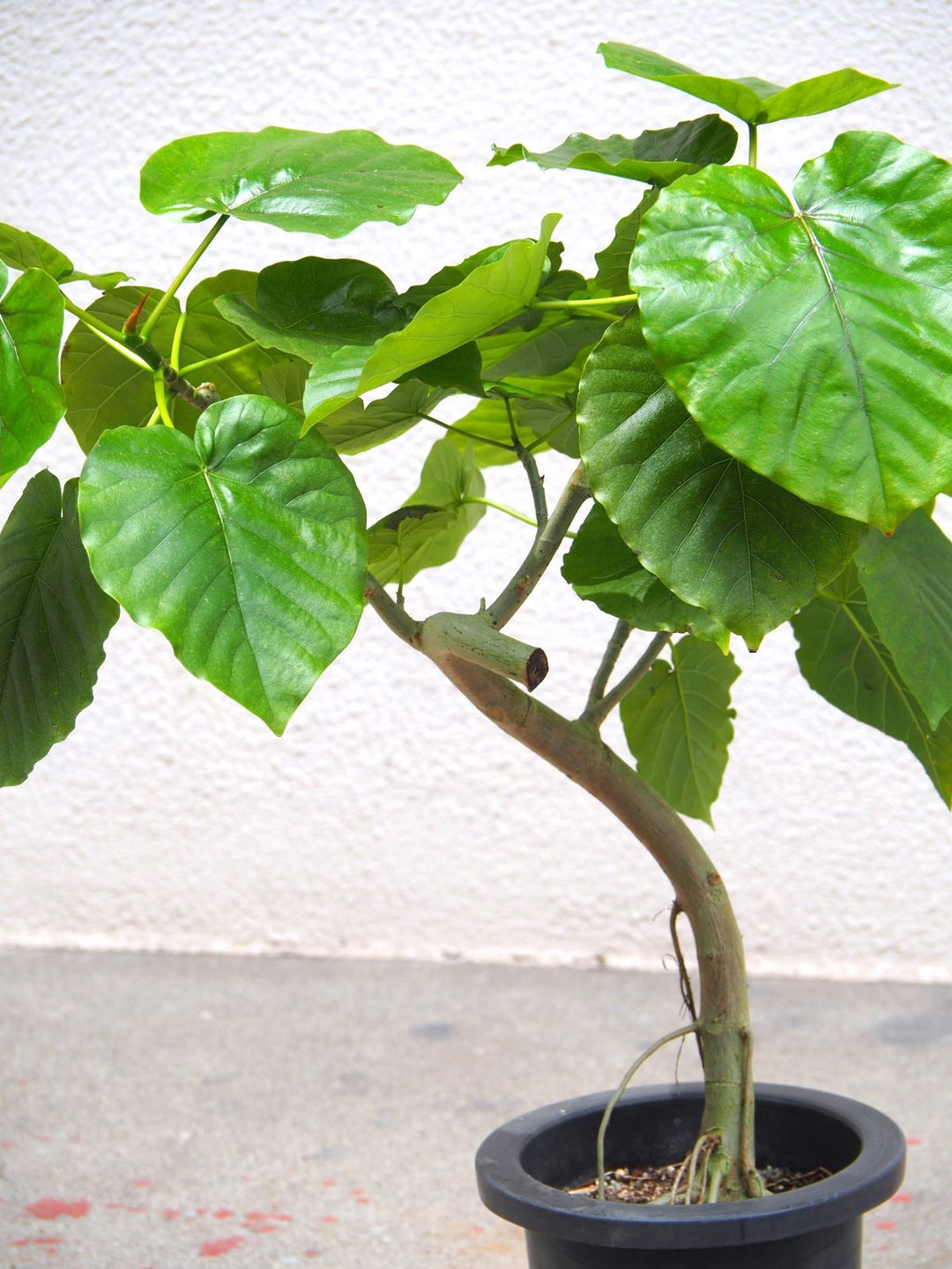 楽天市場】観葉植物 フィカス・ウンベラータ7号角高陶器鉢|高さ