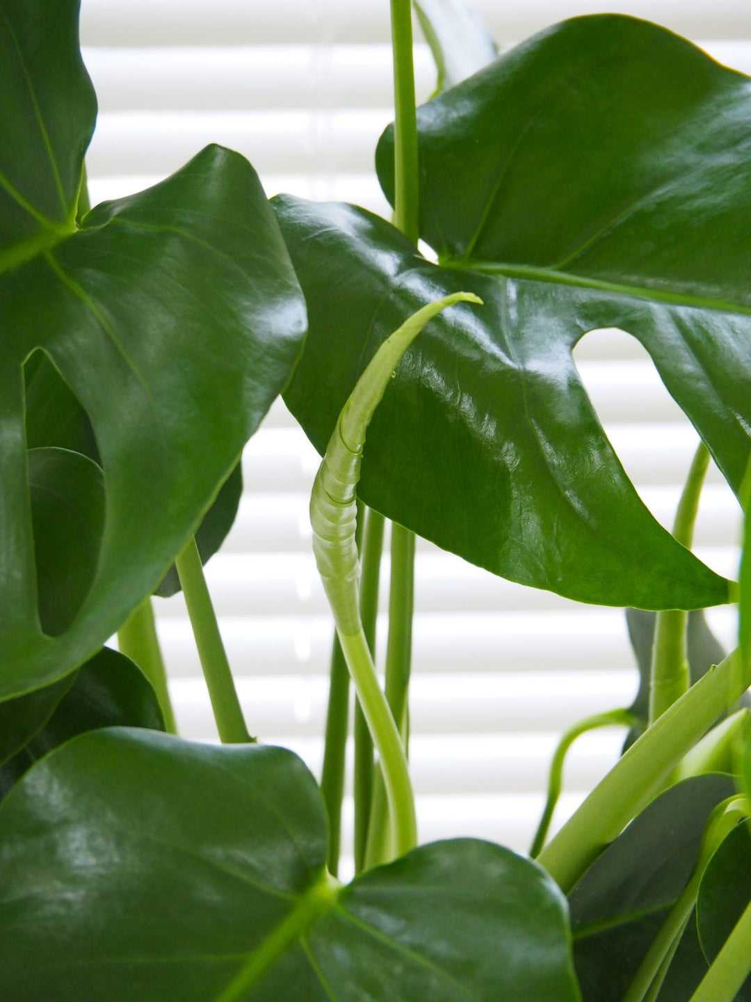 モンステラ：アダンソニー（幹上がり） 6号鉢植え の通販 | 園芸ネット