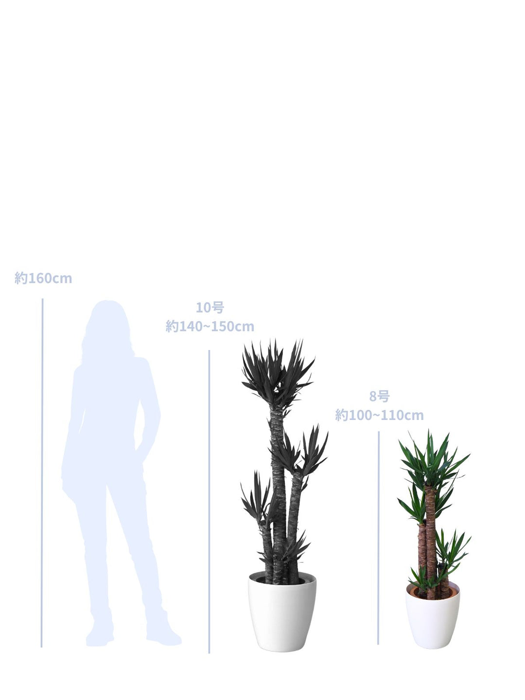 観葉植物 ドラセナ ユッカ 8号｜PlantHunt（プラントハント