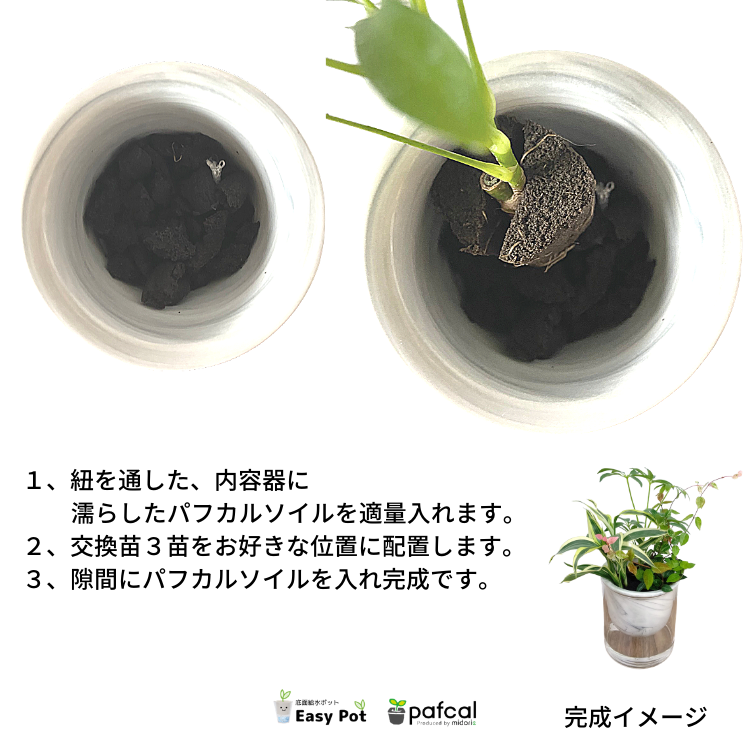 土を使わない観葉植物 シェフレラ系寄せ植え ガラスポット│PlantHunt（プラントハント）