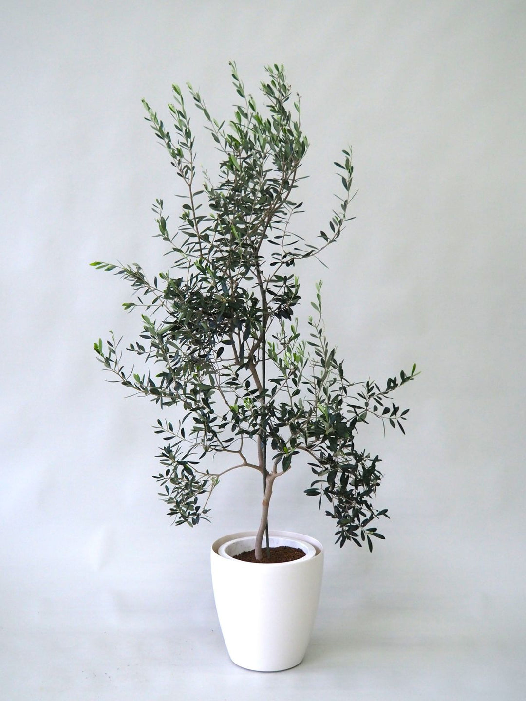 オリーブの木(１ｍ60cm)観葉植物 配送