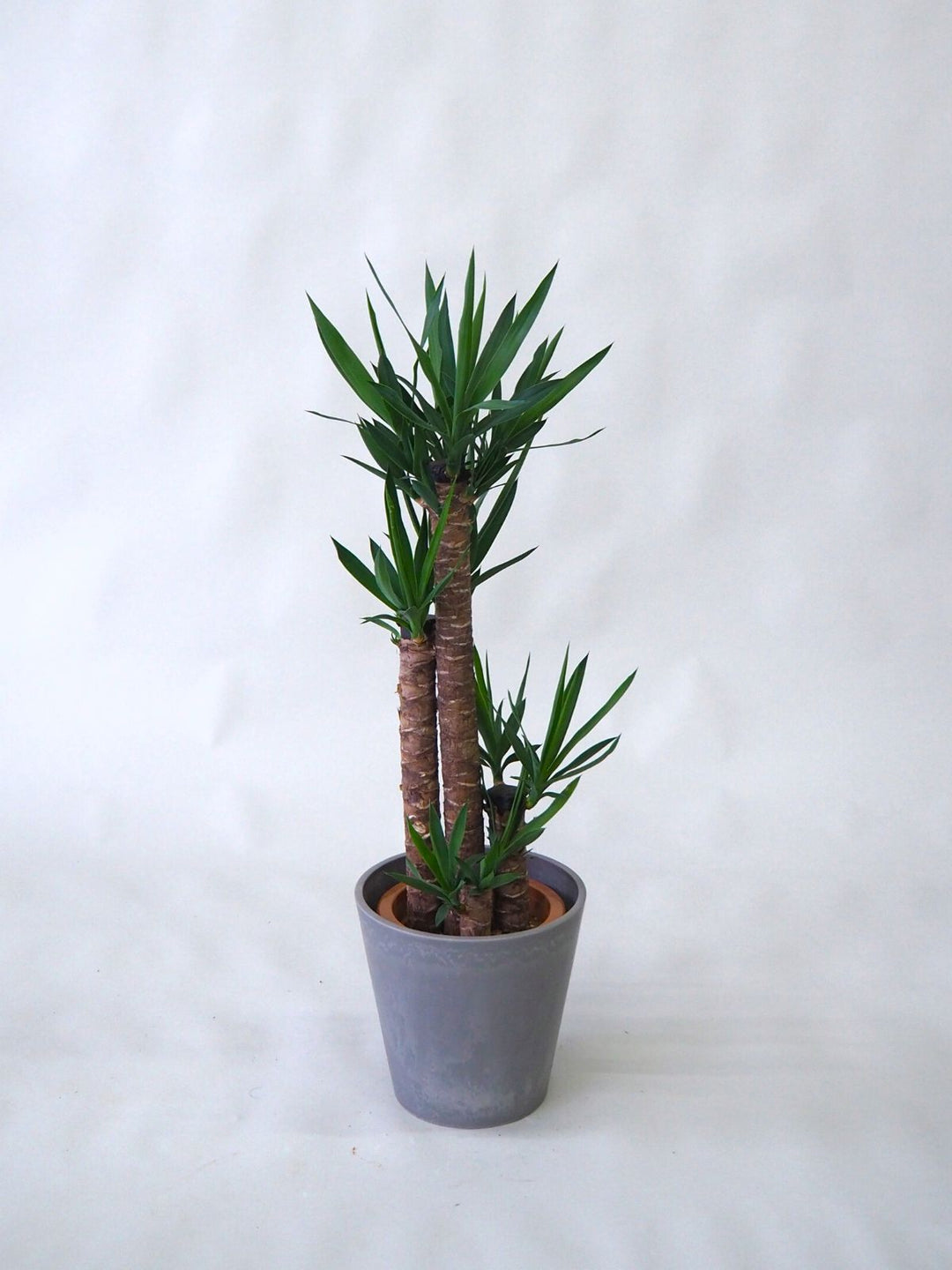 ドラセナ☆ユッカ☆大株 観葉植物 ドラセナ ユッカ 8号｜PlantHunt（プラントハント
