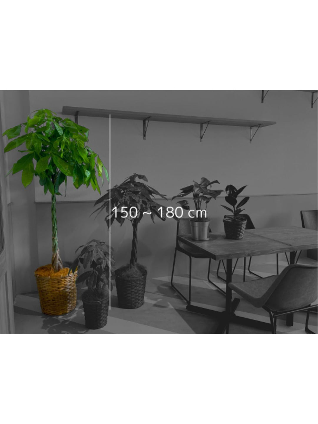 個性的でオシャレな観葉植物アラレア