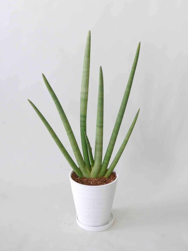 希少品種サンセベリア、スタッキー本物 観葉植物 サンセベリア スタッキー 8号 扇タイプ | Plant Hunt