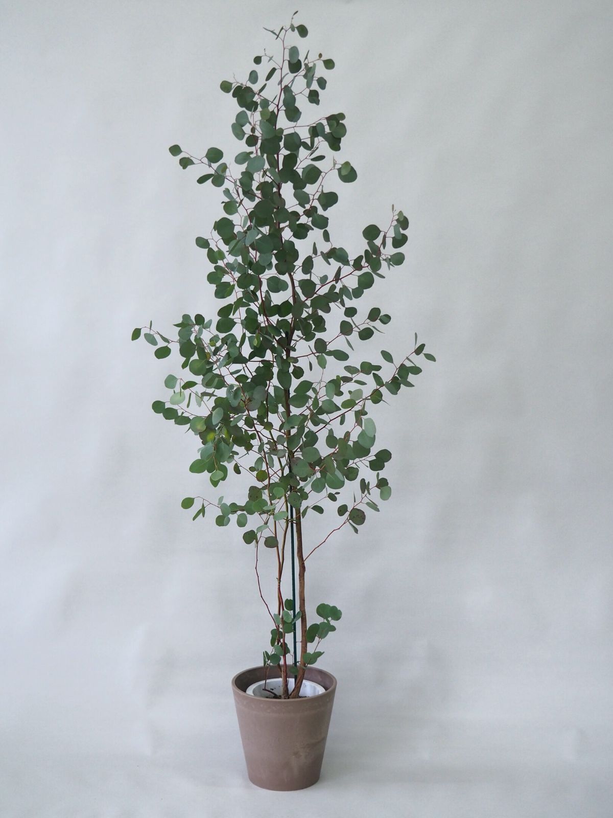 ユーカリポポラス　ユーカリ　ハーブ　観葉植物‼️セラアート鉢8号！高さ135◎