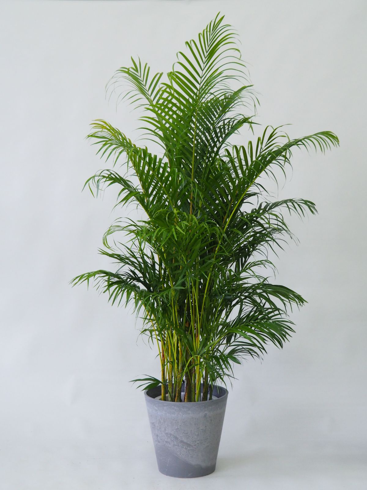 【保障できる】 観葉植物 アレカヤシ 10号｜PlantHunt（プラントハント その他観葉植物