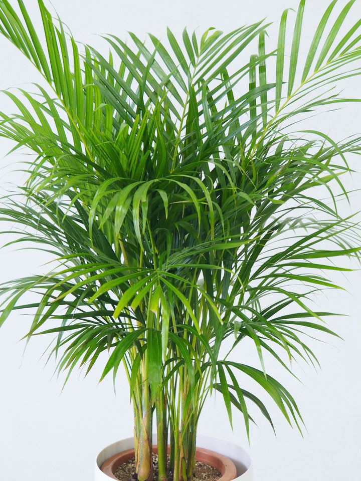 魅力的な価格 観葉植物 アレカヤシ 8号｜PlantHunt（プラントハント） – Plant その他観葉植物