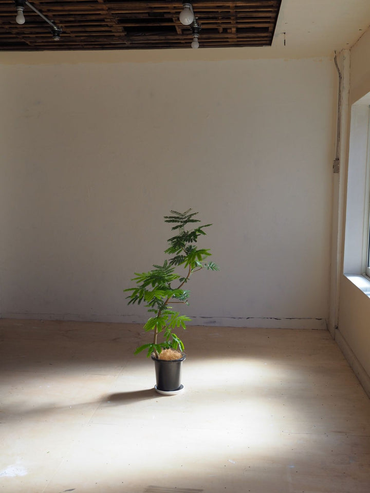 観葉植物 エバーフレッシュ 8号｜PlantHunt（プラントハント