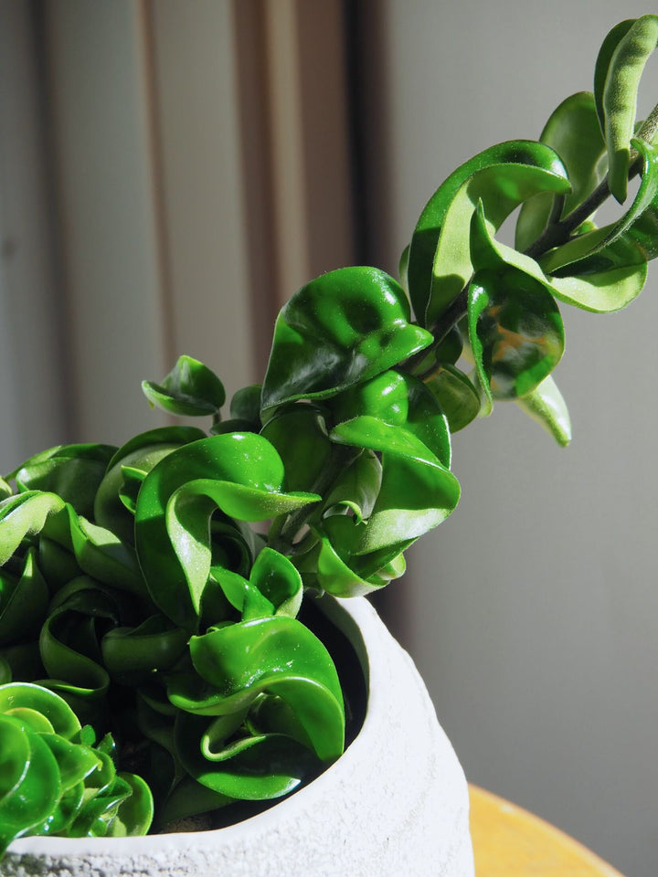 観葉植物 ホヤ カルノーサ コンパクタ 4号｜PlantHunt（プラント