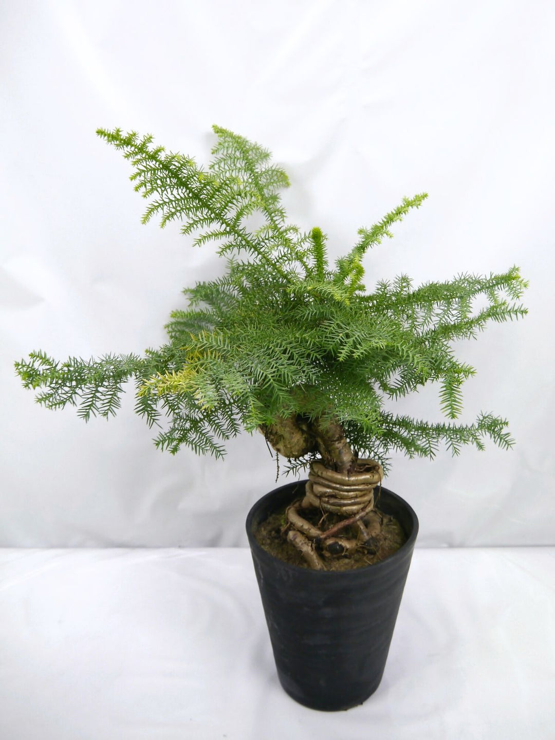 特良！アローカリア シマナンヨウスギ盆栽仕立て 観葉植物 シンボルツリー 特良！アローカリア シマナンヨウスギ盆栽仕立て 観葉植物