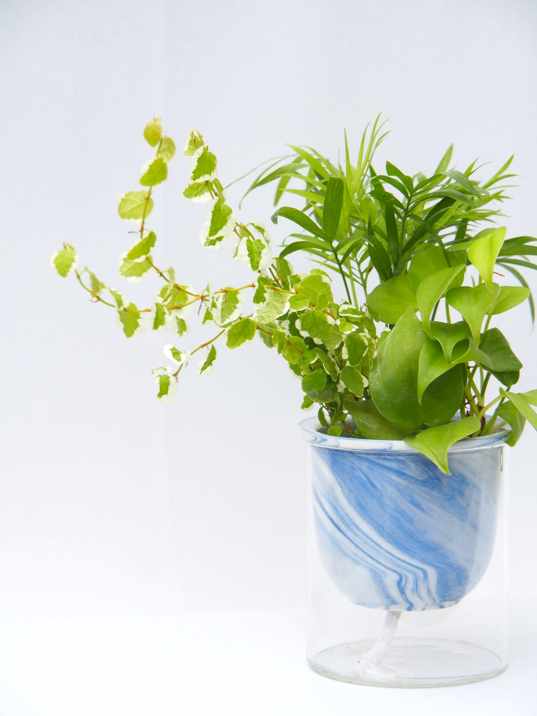 観葉植物用ガラスケースー引き取り可能な方 うつす