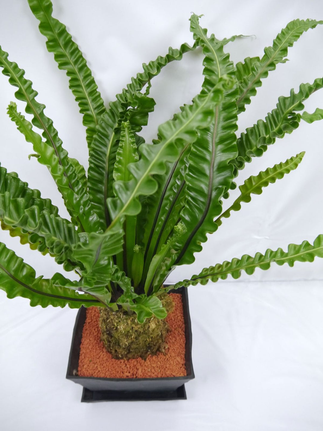 観葉植物 アスプレニウム プリカーツム アカキ 7号｜PlantHunt