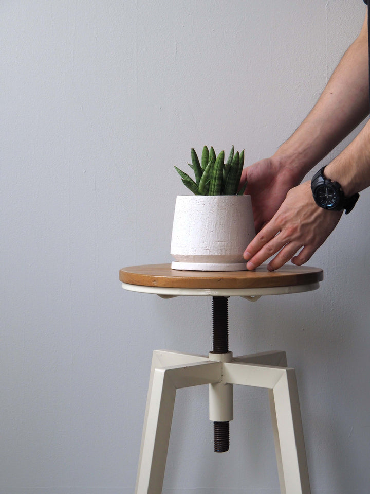 観葉植物 サンセベリア スタッキー 3号｜PlantHunt（プラントハント