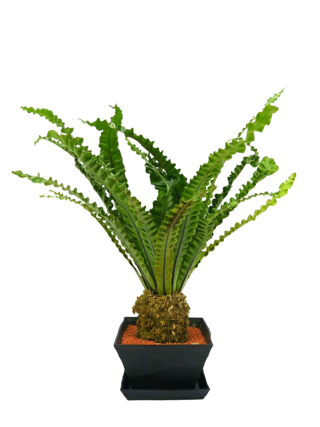 その他観葉植物 hapiAnthurium subsignatum その他観葉植物