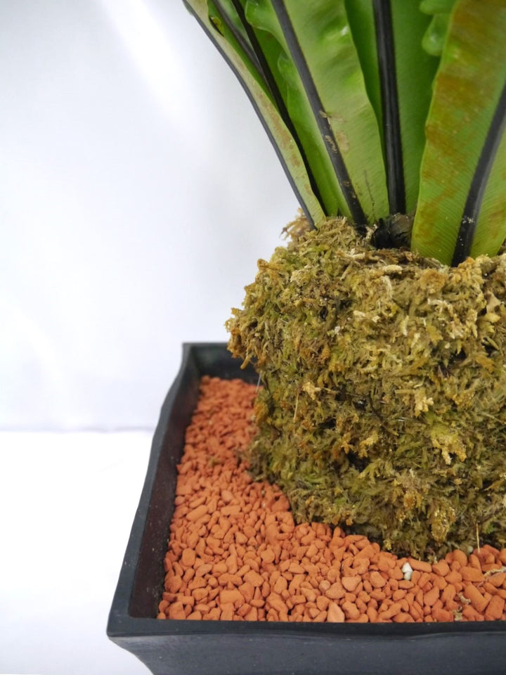 その他観葉植物 Galantaqum sp. PLANCHU 観葉植物 アスプレニウム アンティクム Asplenium