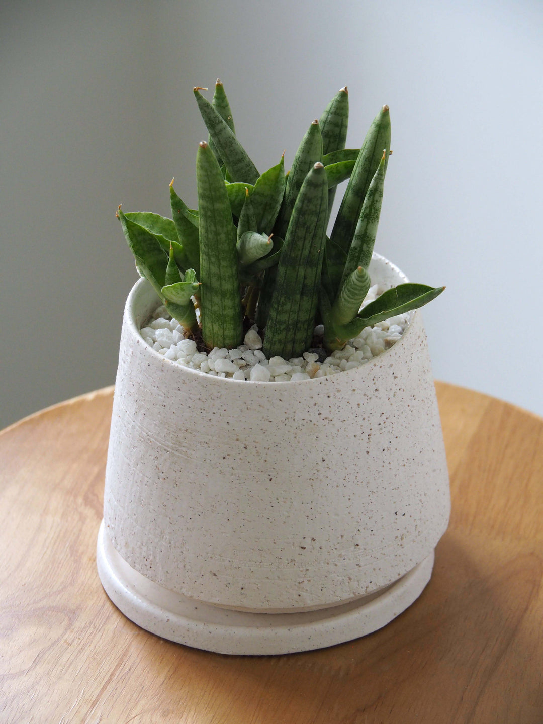 サンスベリア スタッキー サンスベリア・スタッキー