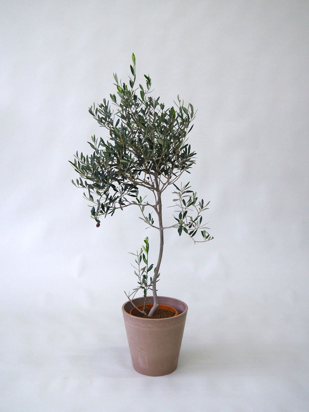 観葉植物 オリーブ 8号 創樹 エディラウンド グレイ 付き | 観葉