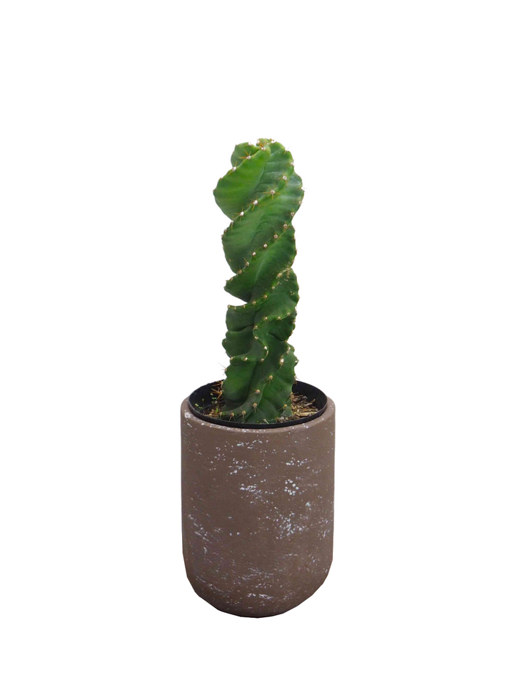 x*x様 84. セレウス ぺルビアナス スピラリス 1点もの】観葉植物 サボテン セレウス ぺルビアナス スピラリス