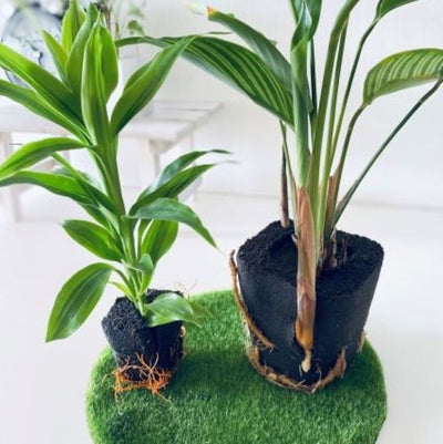 土を使わない観葉植物 シェフレラ系寄せ植え ガラスポット│PlantHunt（プラントハント）