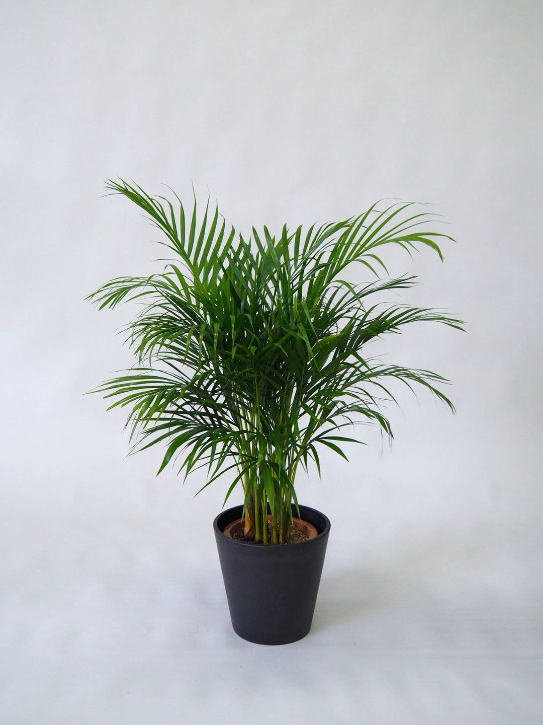 アレカヤシ８号 dypsis-lutescens-421_1.jpg?