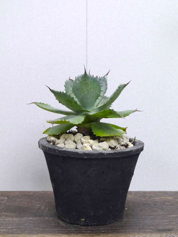 観葉植物 アガベ ポタトラム 4号 鉢色別│PlantHunt(プラント 観葉植物 アガベ ポタトラム 4号 鉢色別│PlantHunt(プラント
