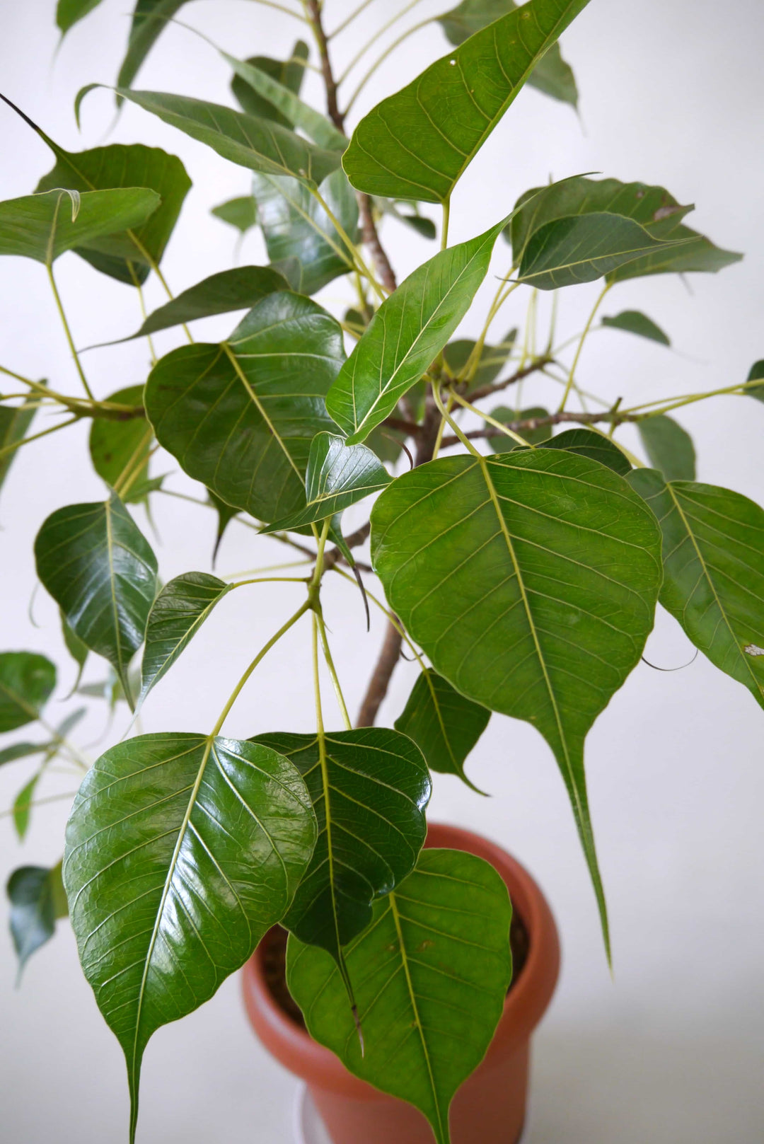 Amazon.co.jp: PLANCHU 観葉植物 フィカス レリジオーサ 5号鉢
