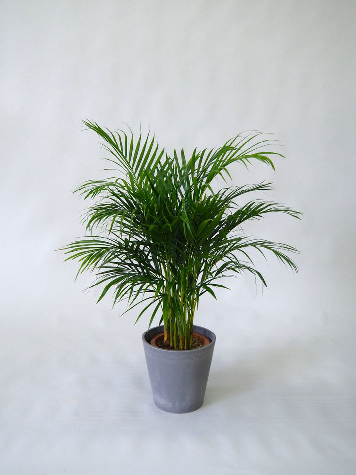 観葉植物 アレカヤシ 8号｜PlantHunt（プラントハント） – Plant