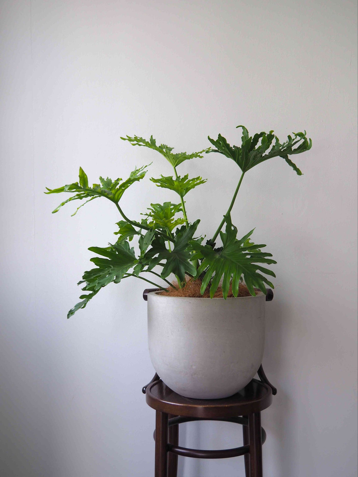観葉植物 フィロデンドロン セロームホープ8号| Plant Hunt（プラント ...