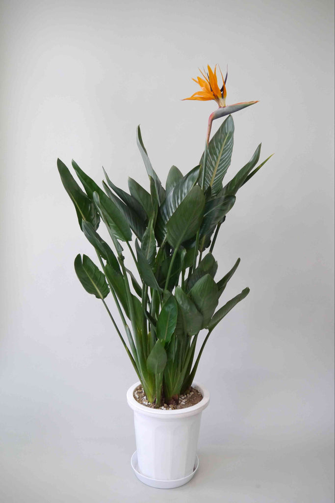 観葉植物 ストレリチア レギネ 10号 観葉植物 ストレリチア (ストレチア) レギネ 10号 ラスター