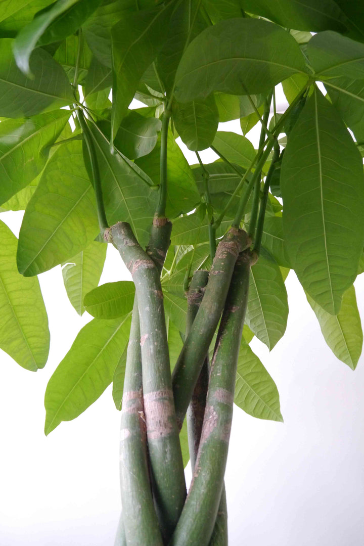 ボタニカルガーデン大杉様のパキラ　観葉植物 Medium__10_a01b6b86-4df4-4a80-