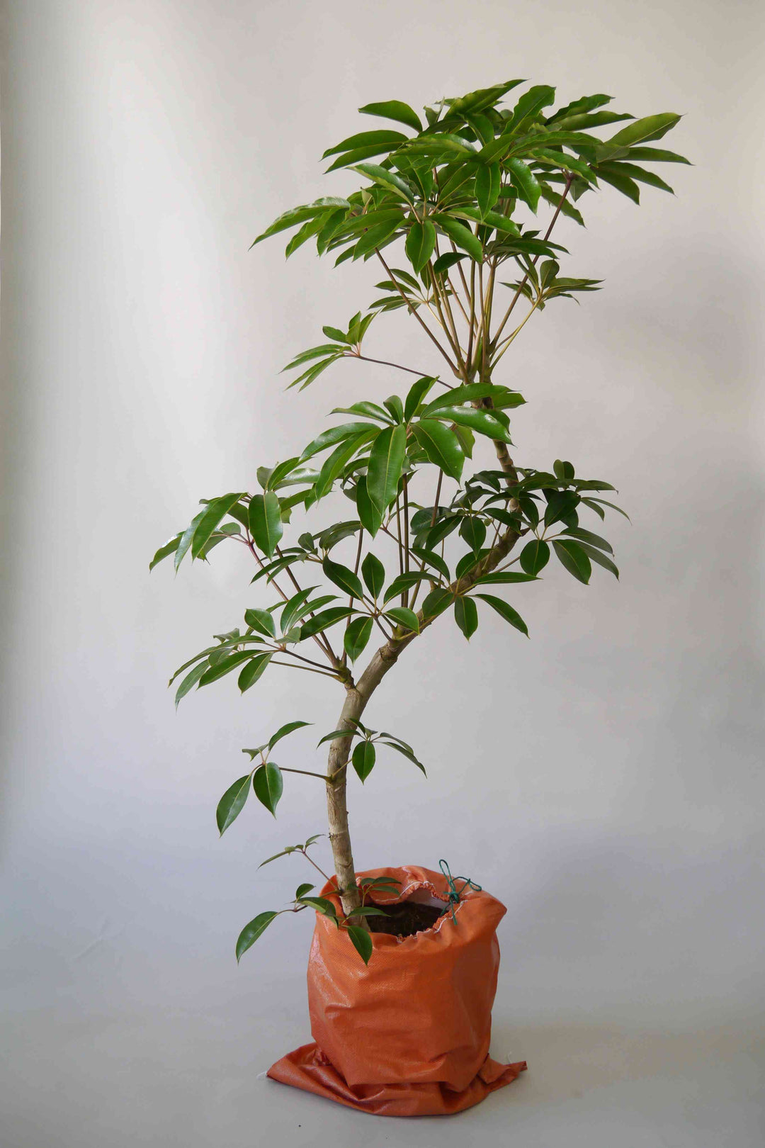 観葉植物 ツピタンサス 10号 | Plant Hunt（プラントハント）