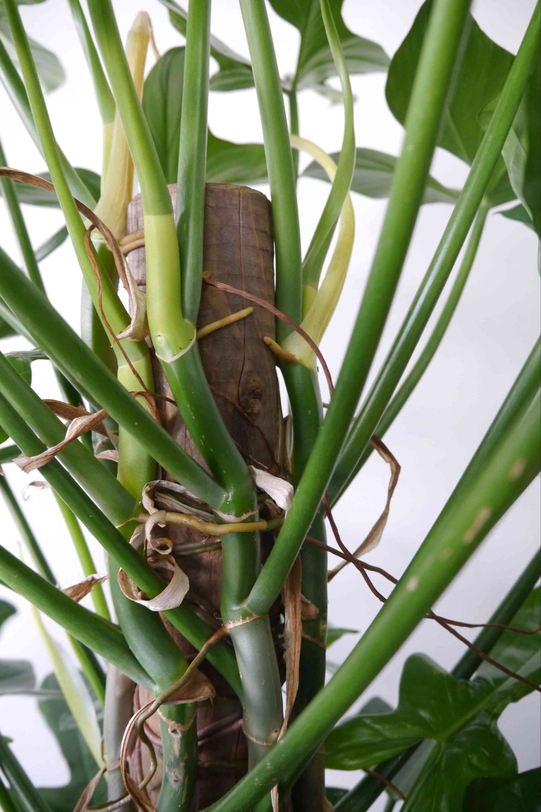 観葉植物 フィロデンドロン パンドラ 10号 ボサタイプ| Plant