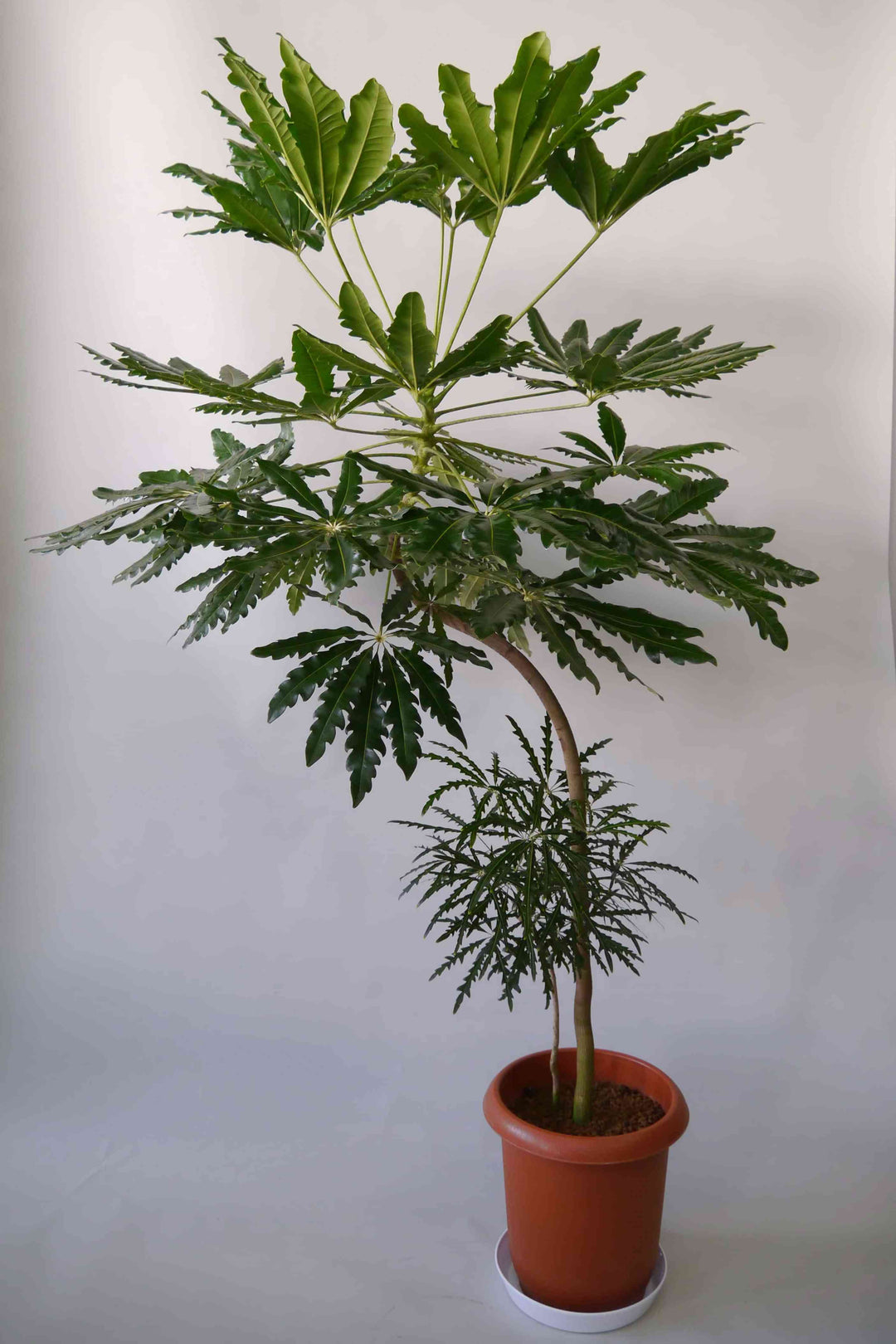 個性的でオシャレな観葉植物アラレア