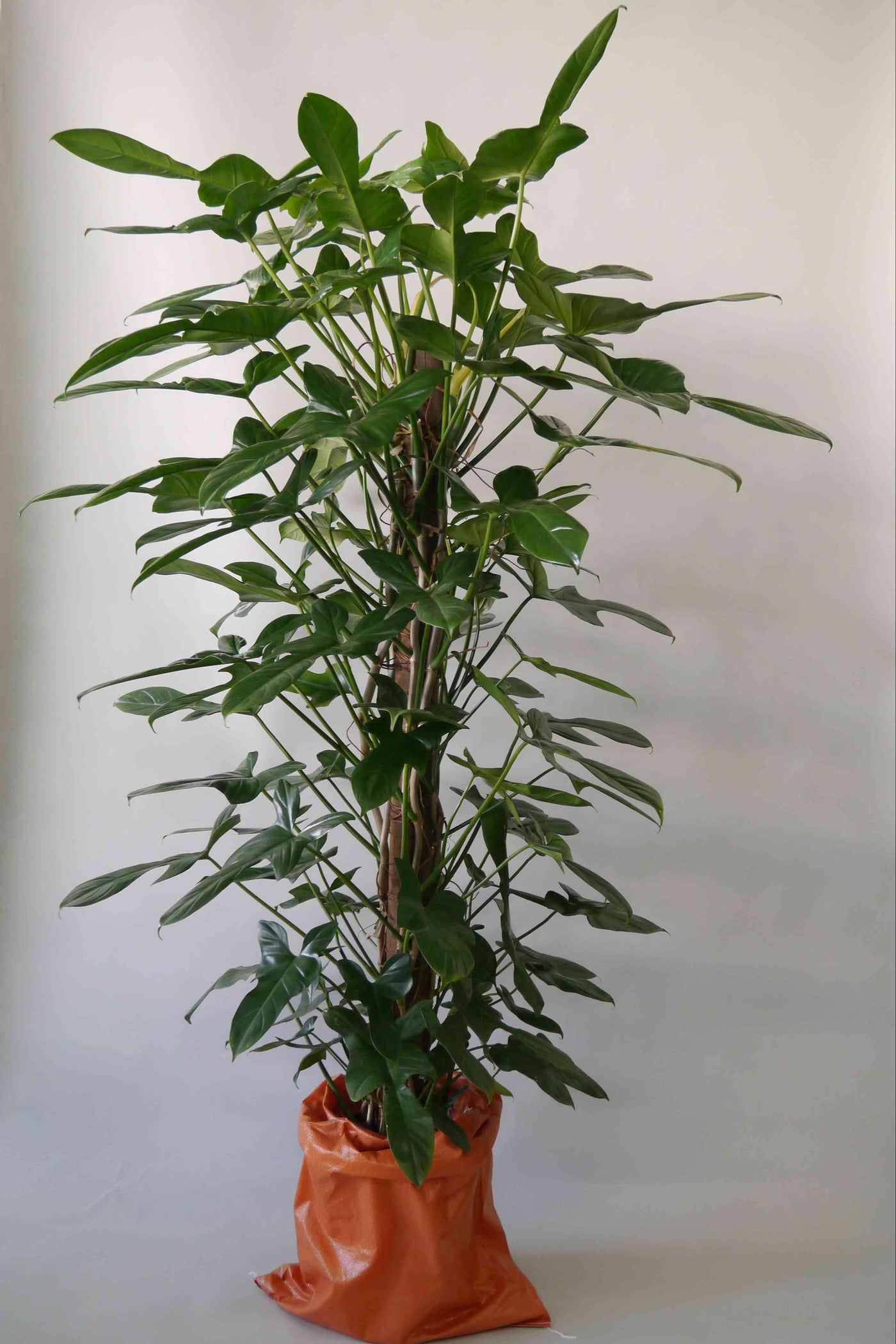 観葉植物 フィロデンドロン パンドラ 10号 ボサタイプ| Plant Hunt ...
