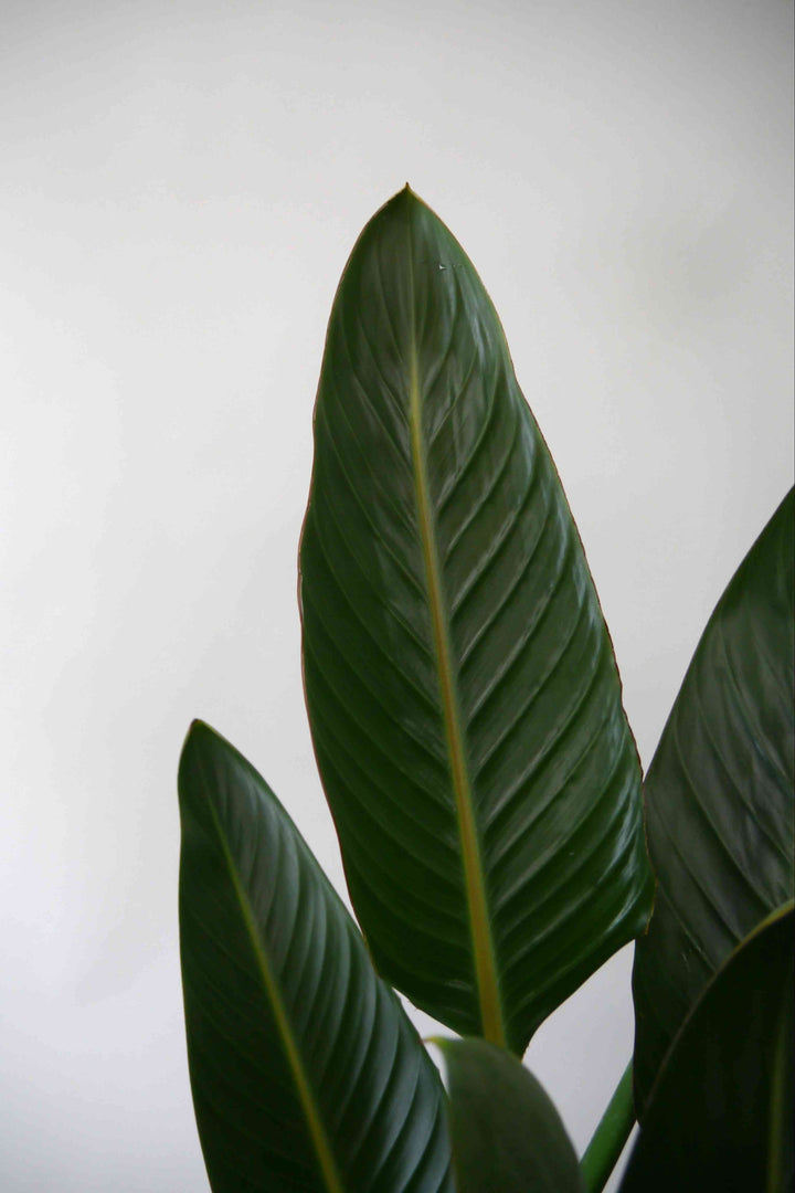 観葉植物 ストレリチアレギネ 10号 | Plant Hunt（プラントハント）