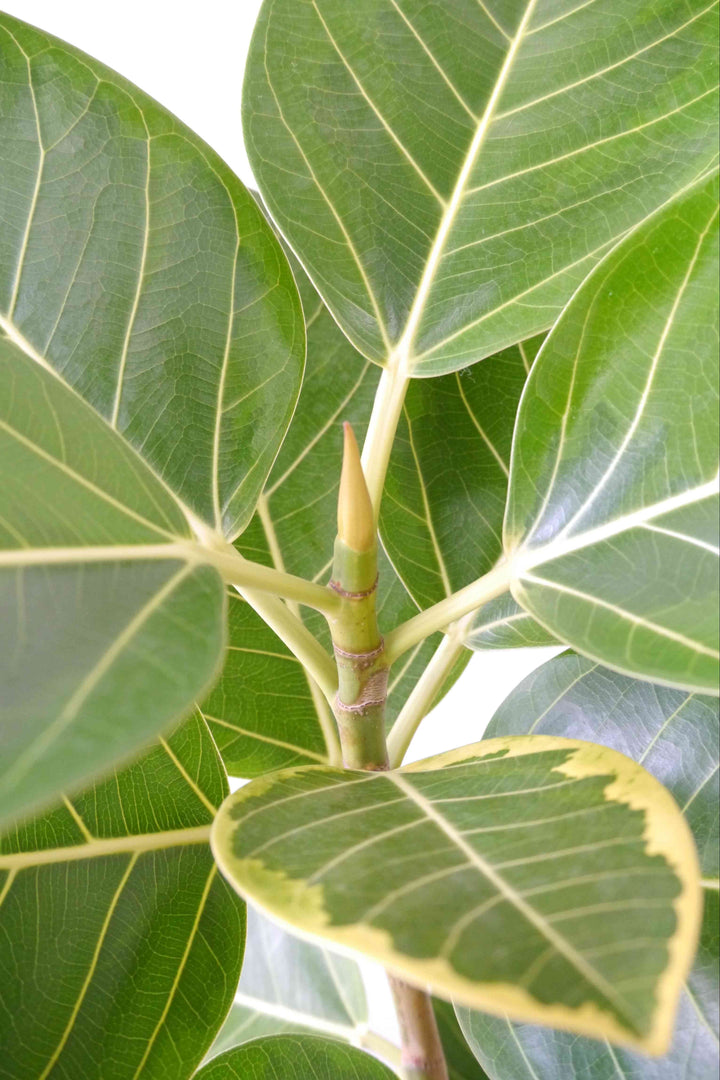 観葉植物 フィカス アルテシマ 8号 ボサタイプ| Plant Hunt